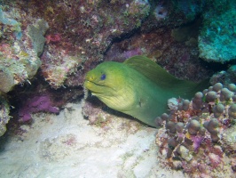 Green Moray Eel IMG 5563